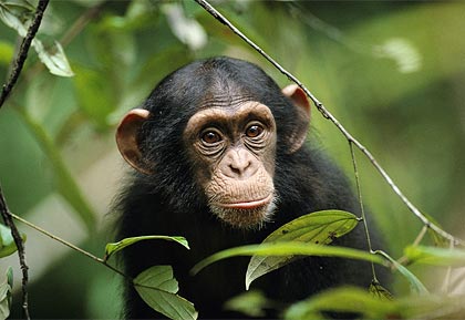 chimpanzee