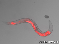 nematode worm used to study PHA-4 gene