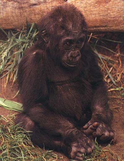 picture of baby gorilla