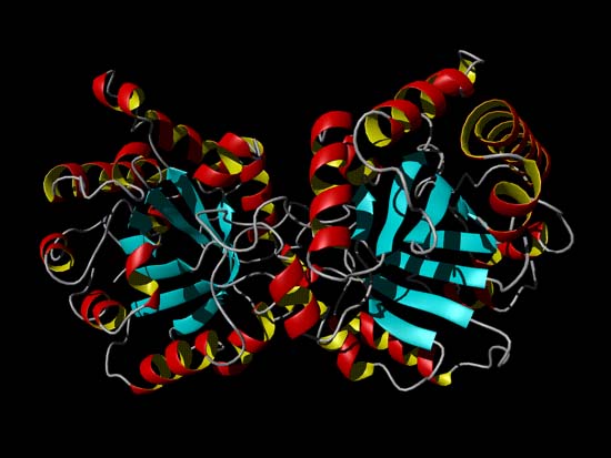 Triose Phosphate Isomerase