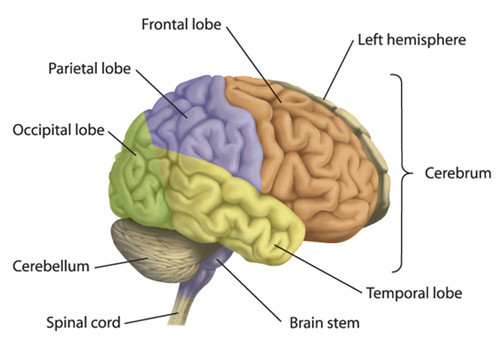 psychobiologist.com