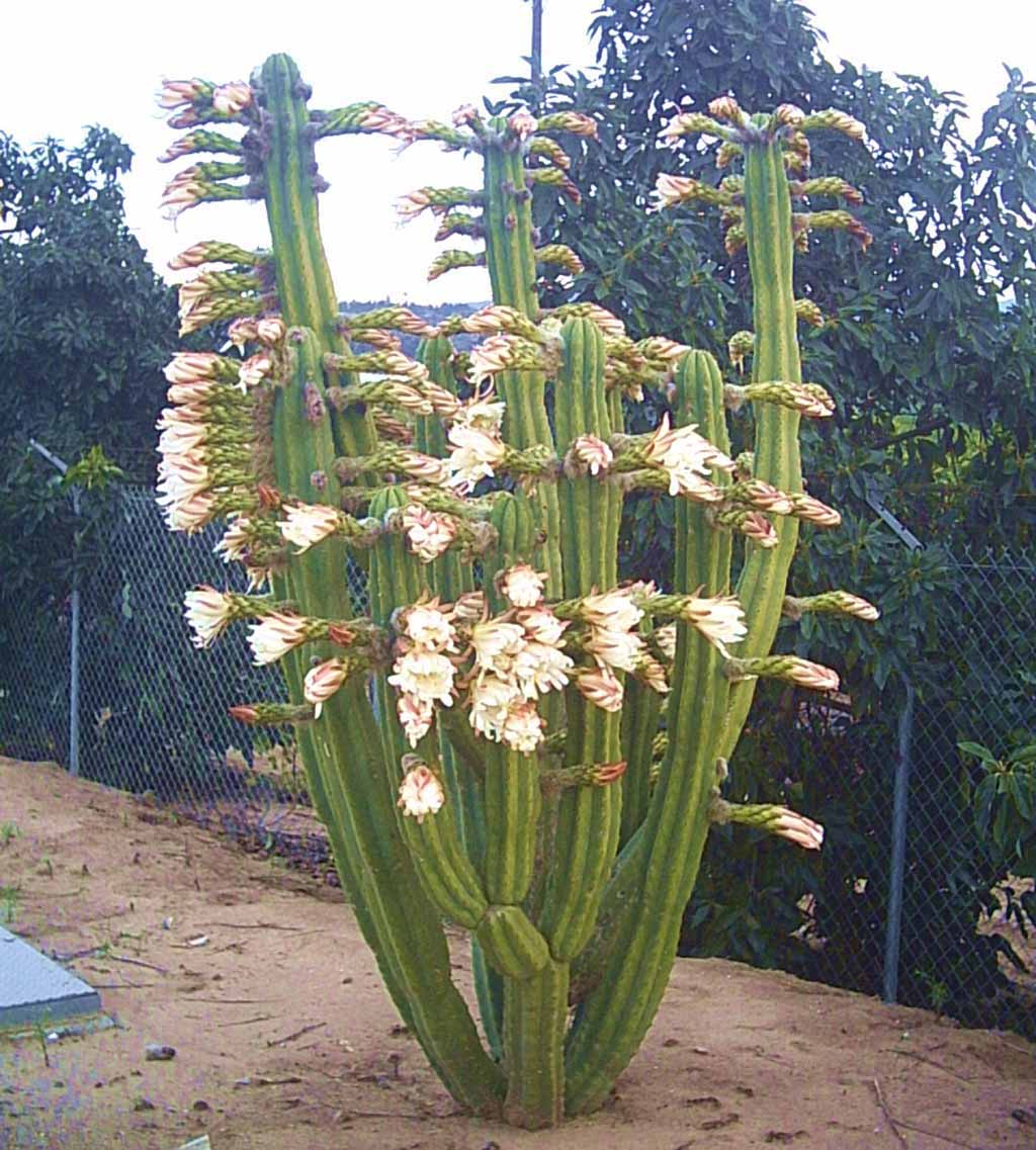 picture of sanpedro cactus