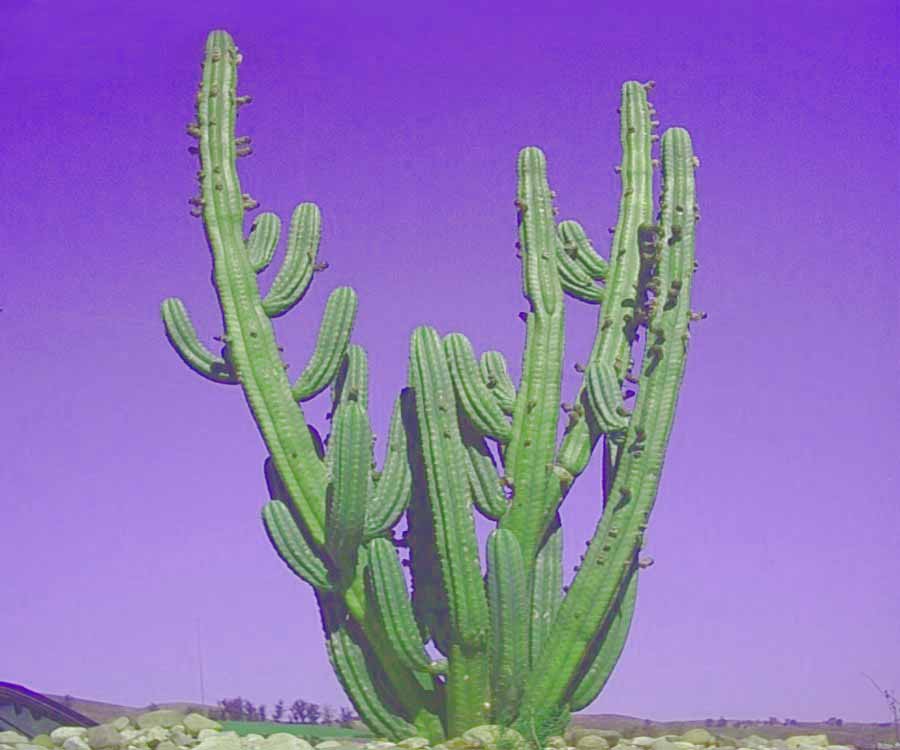 picture of sanpedro cactus