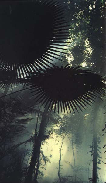 photograph of Indonesian rainforest