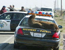 picture of sea lion on car