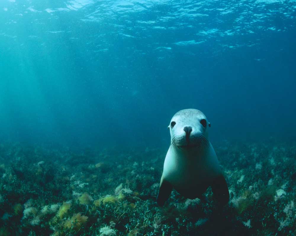 photograph of a curious sealion