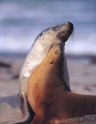 photograph of sealions