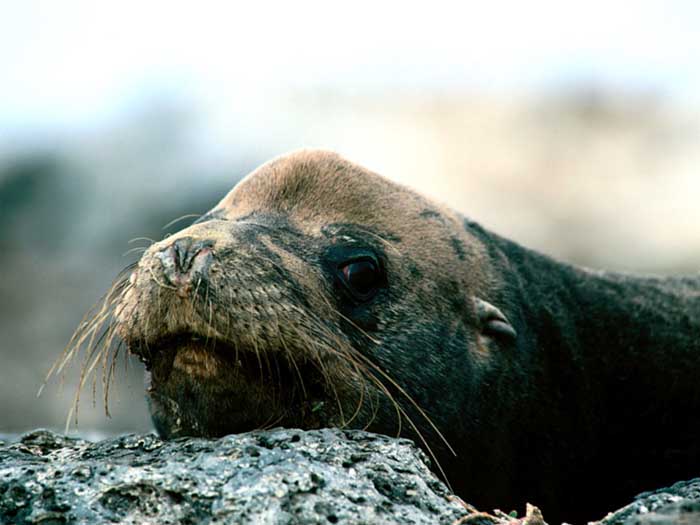 photograph of Galapagos sealion