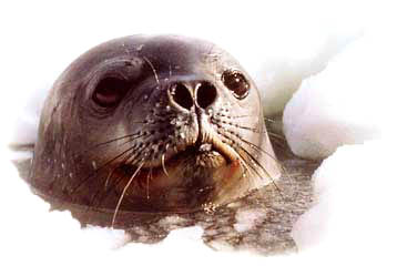 photograph of sealion