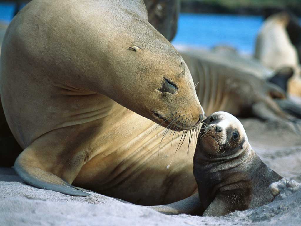 photograph of sealion mother and pup