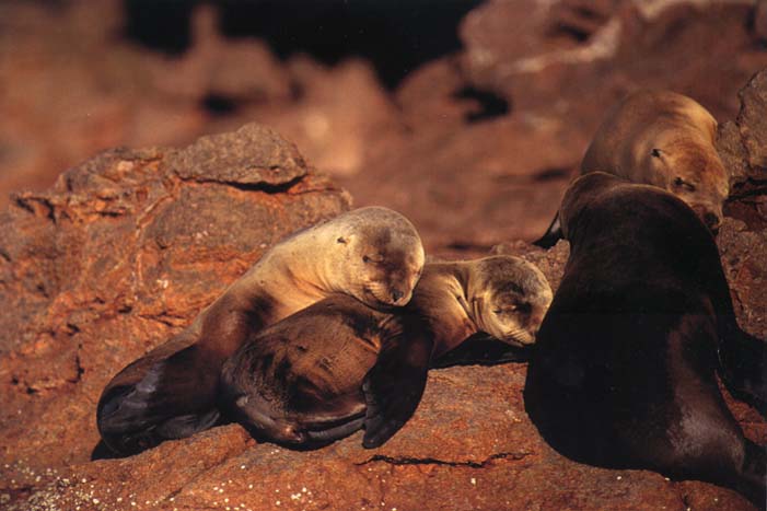 photograph of sealions