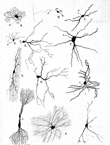 nerve cells