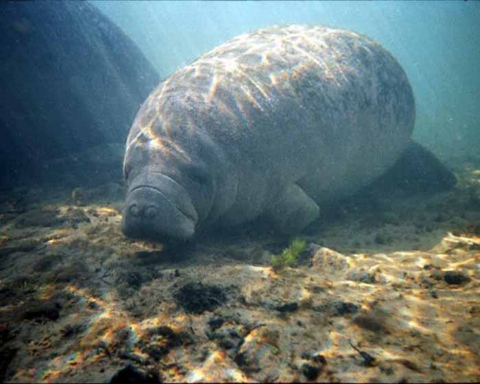 picture of a manatee