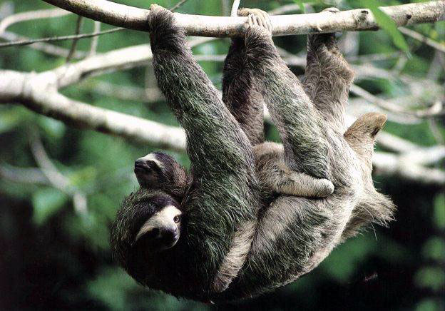 photograph of a sloth and baby