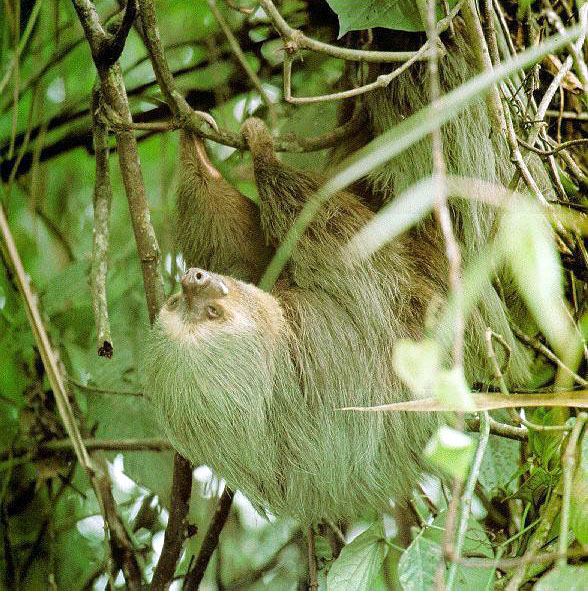 photograph of a sloth