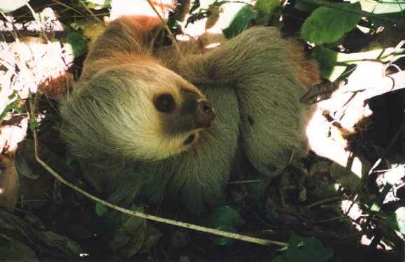 photograph of a sloth