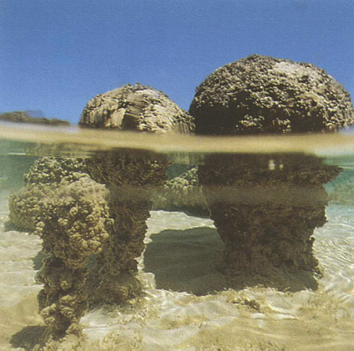 stromatolites.org