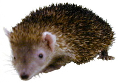 tenrecs.com