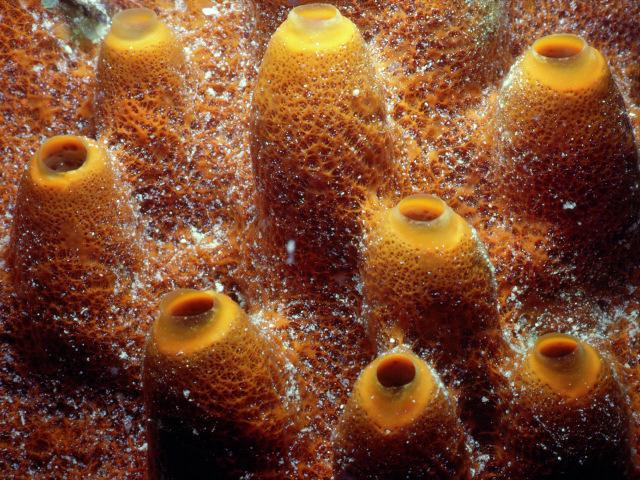 tunicates.com