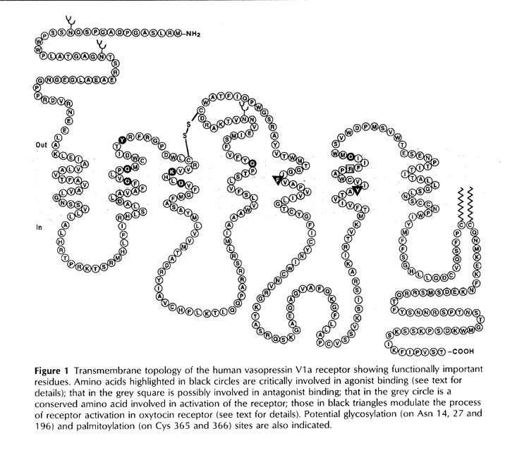 vasopressin receptor