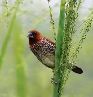 spice finch