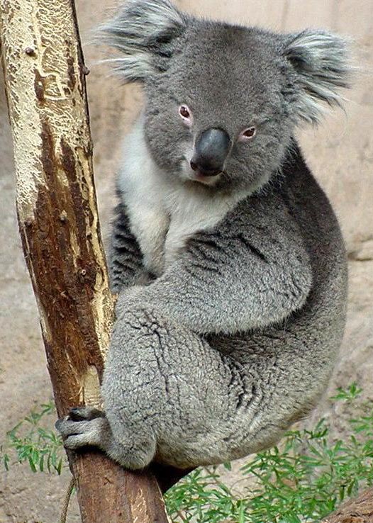 photograph of a koala