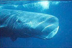 sperm whale