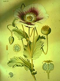 Opium Poppy