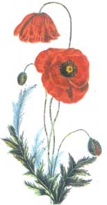 The Opium Poppy