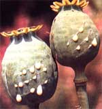 Opium poppy pods