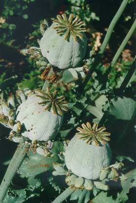 papaver somniferum