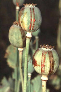 papaver somniferum