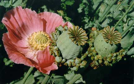 Nature's antidepressant : Papaver somniferum