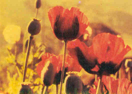 papaver somniferum