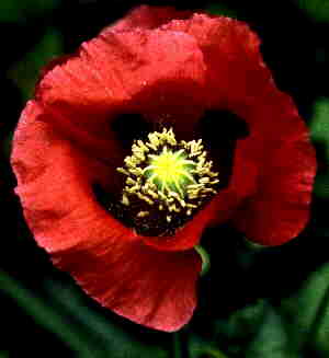 papaver somniferum