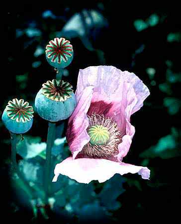 the Opium Poppy : papaver somniferum