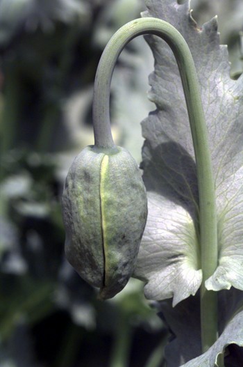 papaver somniferum