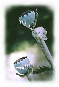 Papaver somniferum : Nature's antidepresssant