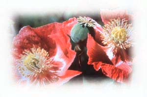 opium poppies