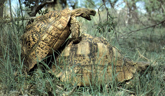 teenage chelonian superstud